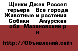 Щенки Джек Рассел терьера - Все города Животные и растения » Собаки   . Амурская обл.,Мазановский р-н